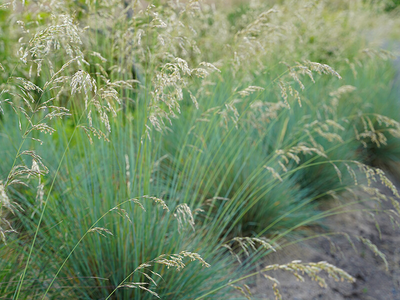 Helictotrichon sempervirens Saphirsprudel