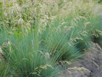 Helictotrichon sempervirens Saphirsprudel