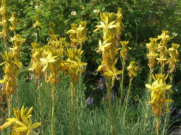 Asphodeline lutea
