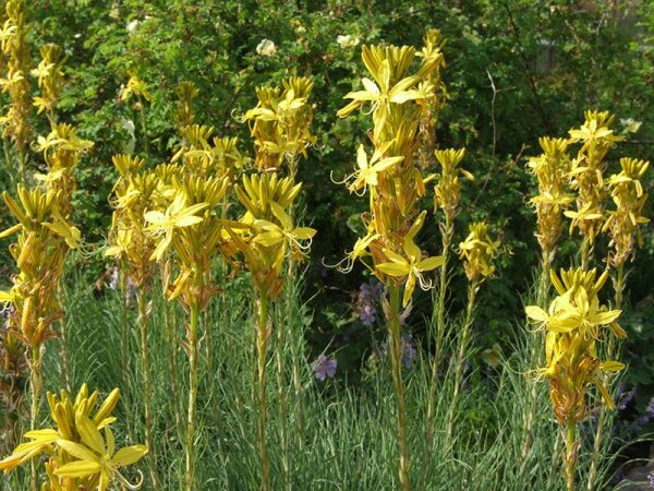 Asphodeline lutea