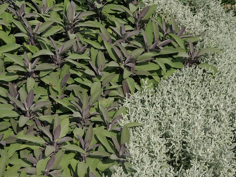 Salvia officinalis Purpurascens