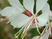 Gaura lindheimeri