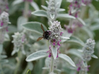 Stachys byzantina (lanata)