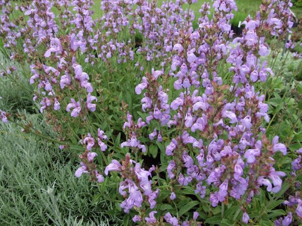 Salvia lavandulifolia