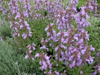 Salvia lavandulifolia P1
