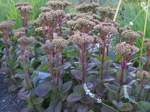 Sedum Maximum-Hybr. Matrona