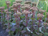 Sedum Maximum-Hybr. Matrona