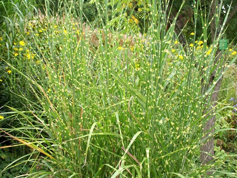 Miscanthus Sinensis-Hybr. Strictus P1