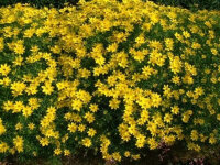 Coreopsis verticillata Grandiflora