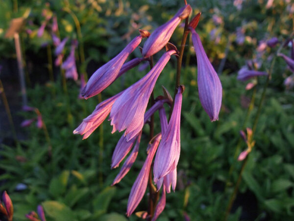 Hosta thunbergiana