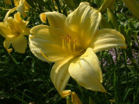 Hemerocallis Hybr. Buried Treasure