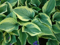 Hosta Wide Brim