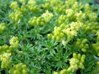 Azorella trifurcata var. minor