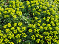 Azorella trifurcata var. minor