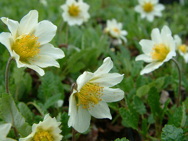 Dryas x suendermannii