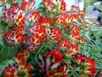 Anthyllis vulneraria subsp. coccinea