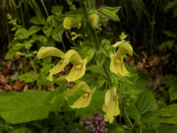 Salvia glutinosa