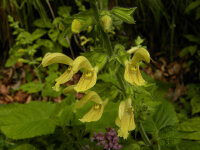 Salvia glutinosa