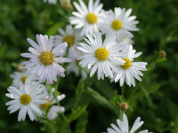 Aster incisus (Kalimeris) Alba