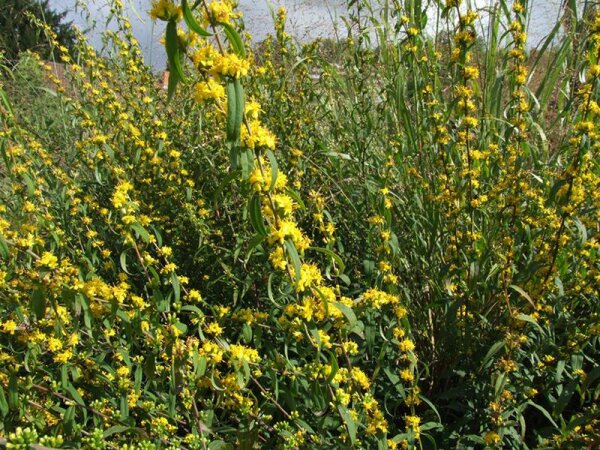 Solidago caesia