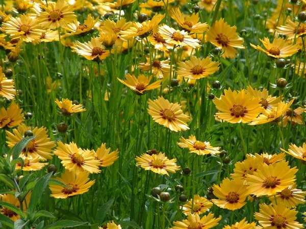 Coreopsis lanceolata Sterntaler