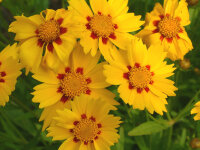 Coreopsis lanceolata Sterntaler