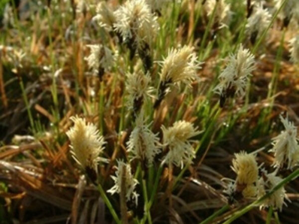 Carex montana