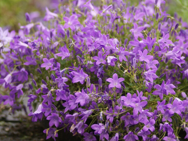 Campanula portenschlagiana Birch Hybrid