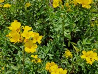 Linum flavum Compactum