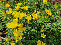 Linum flavum Compactum