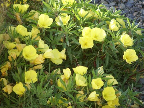 Oenothera macrocarpa (missouriensis)