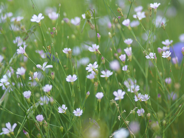 Tunica  (Petrorhagia) saxifraga