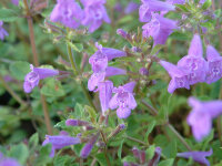 Acinos alpinus (syn.Clinopodium alpinum)
