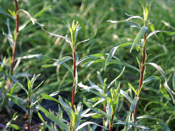 Artemisia dracunculus France Dragon