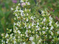 Salvia officinalis  f. albiflorus