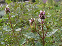 Mentha x piperita Mitcham
