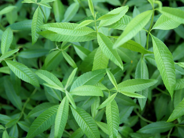 Aloysia triphylla