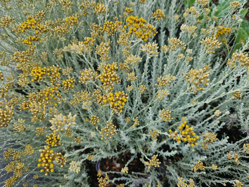 Helichrysum italicum