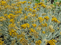 Helichrysum italicum