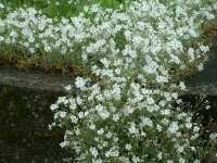 Cerastium tomentosum Silberteppich