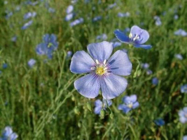 Linum perenne