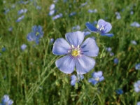 Linum perenne