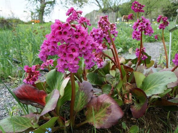 Bergenia cordifolia Rotblum