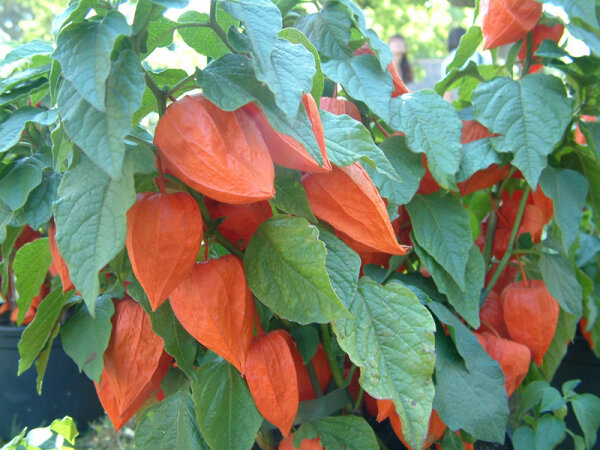 Physalis alkekengi Zwerg