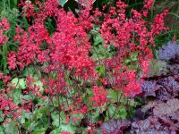 Heuchera sanguinea Leuchtkäfer