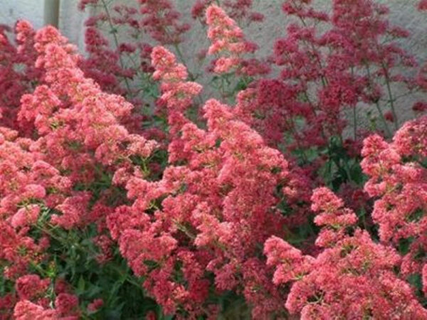 Centranthus ruber Rosenrot