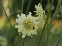 Cephalaria gigantea