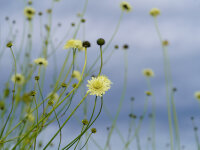 Cephalaria gigantea
