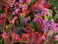 Bergenia Hybr. Doppelg&auml;nger/Herbstbl&uuml;te