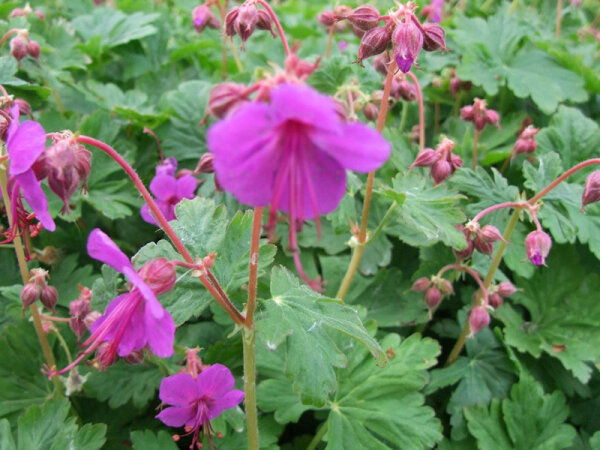 Geranium macrorrhizum Czackor